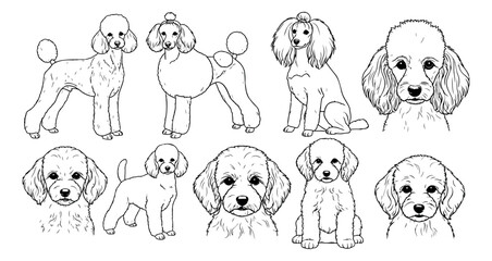 Hand drawn line art poodle set featuring adult dogs and puppies for pet-related designs