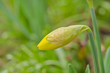  closeup of the yellow flower bud of a daffodil in spring, selective focus - Narcissus 