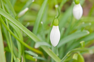 Bright white snowdrop, closeup, selective focus - galanthus