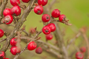  red berries of cotoneaster in the winter garden