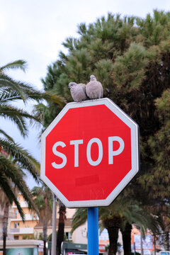 2 pigeons &agrave; l arr&ecirc;t sur le panneau stop