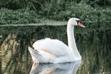 Fototapeta premium Lone Swan Swimming Along Quiet River Surrounded by Lush Green Trees and Reflections, Scenic Summer Landscape with Calm Waterway in Peaceful Countryside Environment 