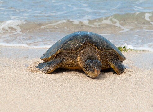 USA, Hawaii, North Shore.  Sea turtle crawling up the beach to lay eggs.