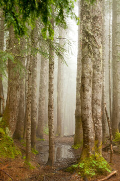 Canada, BC, West Vancouver.  Baden Powel Trail between Horseshoe Bay and Cypress Mountain.