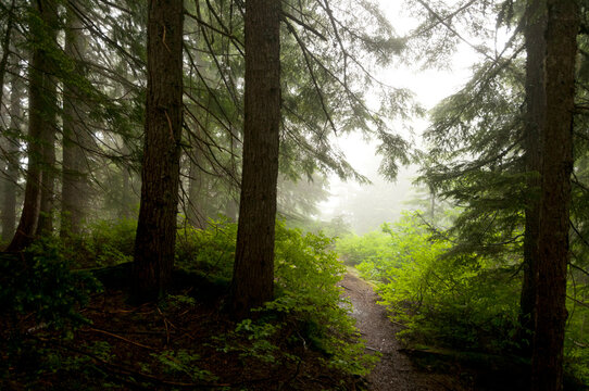 Canada, BC, West Vancouver.  Baden Powel Trail between Horseshoe Bay and Cypress Mountain.