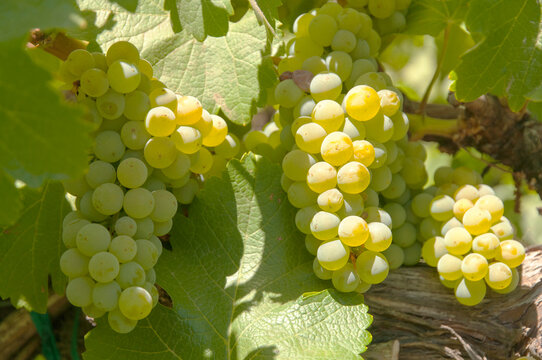 USA, California, Napa Valley, St Helena.  Chardonnay grapes on the vine at high end winery