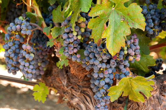 USA, California, Napa Valley, St Helena.   Cabernet sauvignon grapes on the vine at winery