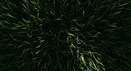 Dark Green Grass