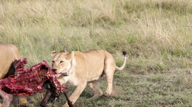 Male lion dragging wildebeest carcass as collared lioness pulls