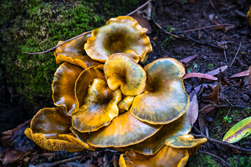 Glowing Omphalotus Mushroom in Forest Habitat