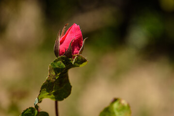 Fototapeta premium Delicate Pink Rose Bud in Close Focus Amid Soft Green Background