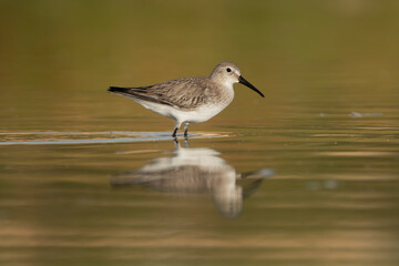 Fototapeta premium Dunlin - Calidris alpina in non-breeding plumage stands in the shallow waters of Khawr Ad Dahariz, Salalah, Oman. Its reflection is visible in the calm, golden morning light.