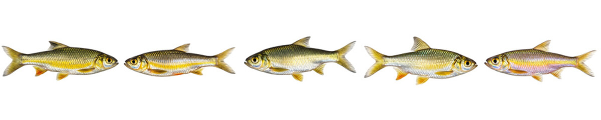 the best quality set of the a series of freshwater fish isolated on white background high quality PNG file stock image/. 