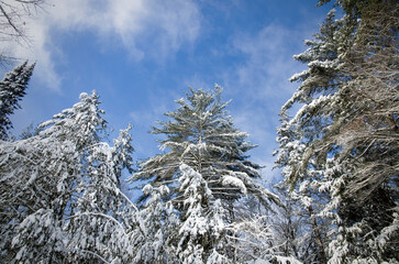 Fresh Winter Snow on Trees with Blue Sky Viewed from Below