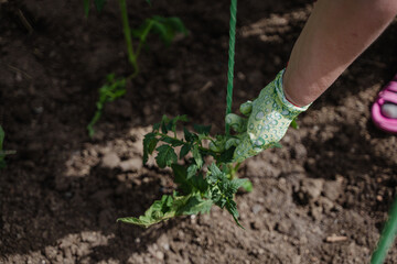 The process of planting seedlings. Planting tomatoes in the ground.