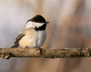 Black-capped chickadee on a branch during winter © Simon