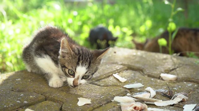 A little kitten is eating leftover fish and happily enjoying it.
