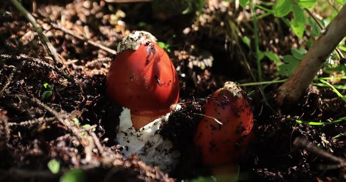 Picking amanita caesarea, orange mushroom edible in forest of China, slow motio