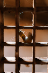 Cinematic macro shot of a silkworm on a traditional bamboo lattice rack preparing to spin its silk cocoon in a Vietnamese farm