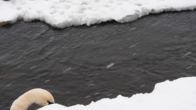 High-speed 180 fps slow motion of a swan swimming in a fast river with water dripping from its beak - Cinematic nature background featuring a close-up portrait of a swan actor during a heavy winter bl
