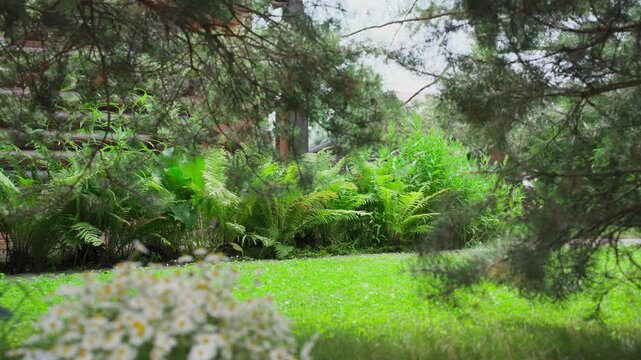 Green spaces near the house on the lawn