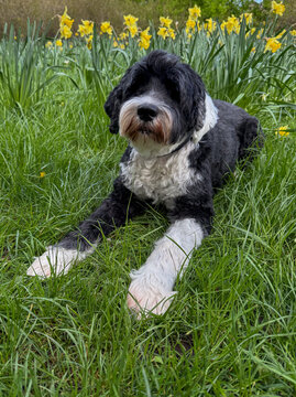 Portuguese Water Dog laying in the grass
