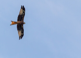 Obraz premium Red kite 