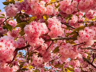 Obraz premium Cluster Of Pink Cherry Blossoms on Branch in Golden Sunlight