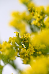 Golden Rod Yellow Flowers on White Background
