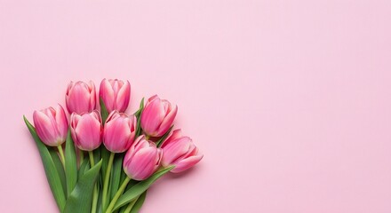 Fototapeta premium Left side composition pink tulips bunch on pastel pink background copy space