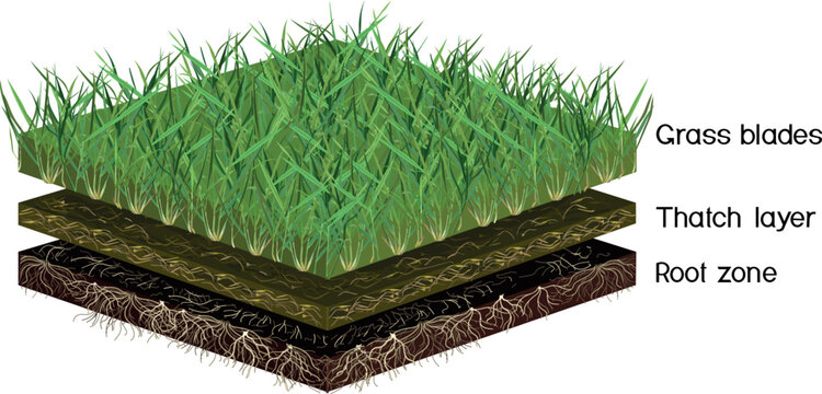 Scheme of a cross section of a lawn. Grass blades, thatch layer and root zone