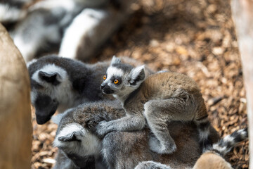 Ring lemur © Sondre 