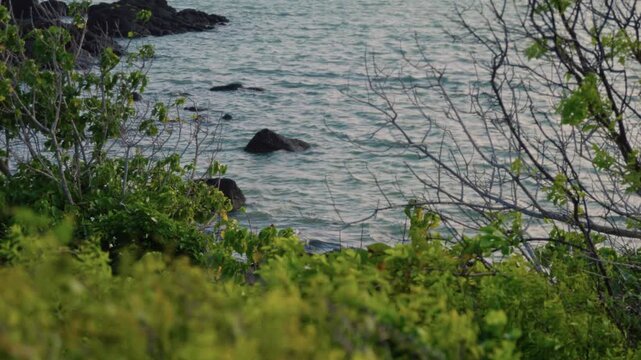 Lively ocean vista. Vivid coastlines featuring breezy trees and textured flora. Energetic coastal landscape displaying windblown trees and diverse textured plant life