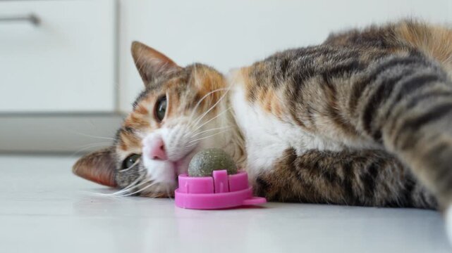 Pleased Calico cat enjoy playing with catnip ball toy. Favorite pastime for home pets. Furry kitty twisting and rubbing over herbal ball with pleasure, lying on kitchen floor biting sniffing new toy.