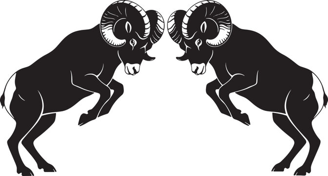 Two black rams with curved horns facing each other white background animals