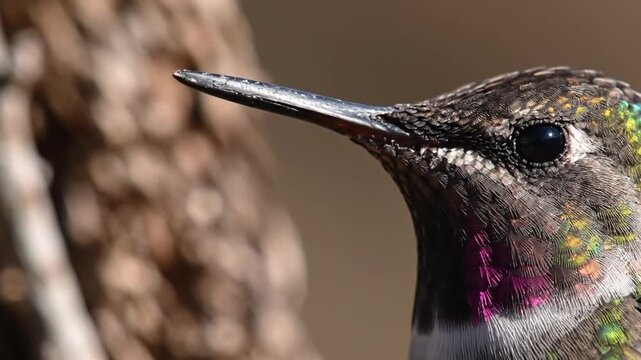 Closeup of a hummingbirds head showcasing its beak and eye details.