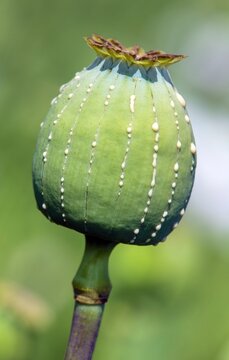 opium poppy head papaver somniferum hashish morphine