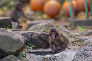 高崎山自然動物園のニホンザル