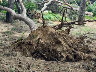 Fototapeta premium Fallen and uprooted big tree after a strong storm. Natural disaster consequences. 