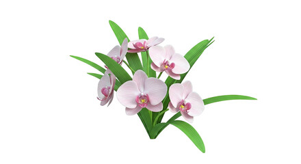 Pink Orchid Flowers and Green Leaves