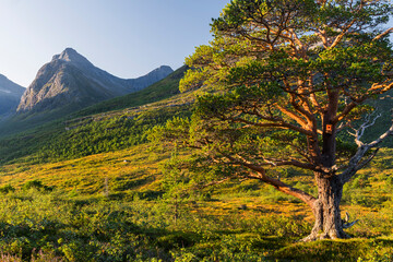 Fototapeta premium Kiefer, Gronfonnfjellet, Kampen, Bostolen, More og Romsdal, Norwegen