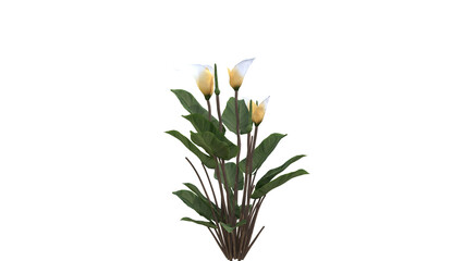 Peace Lily with White and Yellow Blooms on White Background