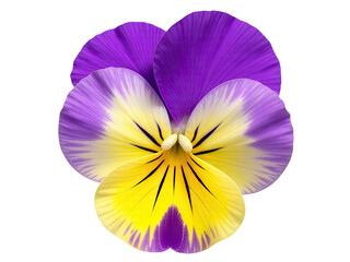 Naklejka premium A close-up of a purple and yellow pansy flower on a white background