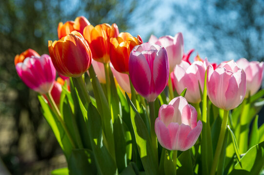 colorful tulips in full bloom illuminated by natural sunlight with soft background bokeh