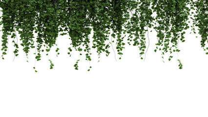 Hanging Green Ivy Vines Against White Background