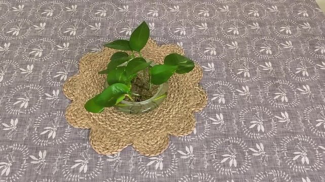 Close view of a pothos plant ( Epipremnum aureum) in a crystal bowl on top of a table