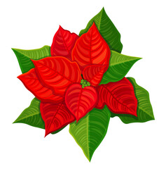 Red poinsettia in cartoon style. Vector illustration of winter bright poinsettia with green leaves, inflorescences isolated on white background. Christmas flower. Top view.