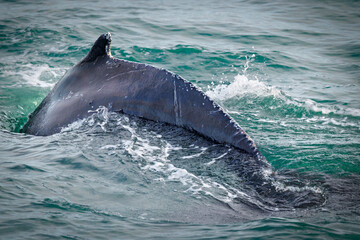 Humpback Arching 2