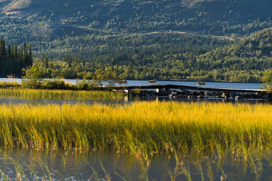 Schafe auf einem Steg, Helsingvatnet, Hemsedal, Buskerud, Norwegen