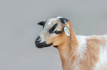 detailed profile portrait of young Cameroon sheep. West African hair sheep breed is known for its distinctive brown and black facial markings and its unique coat that does not require shearing. © myschka79